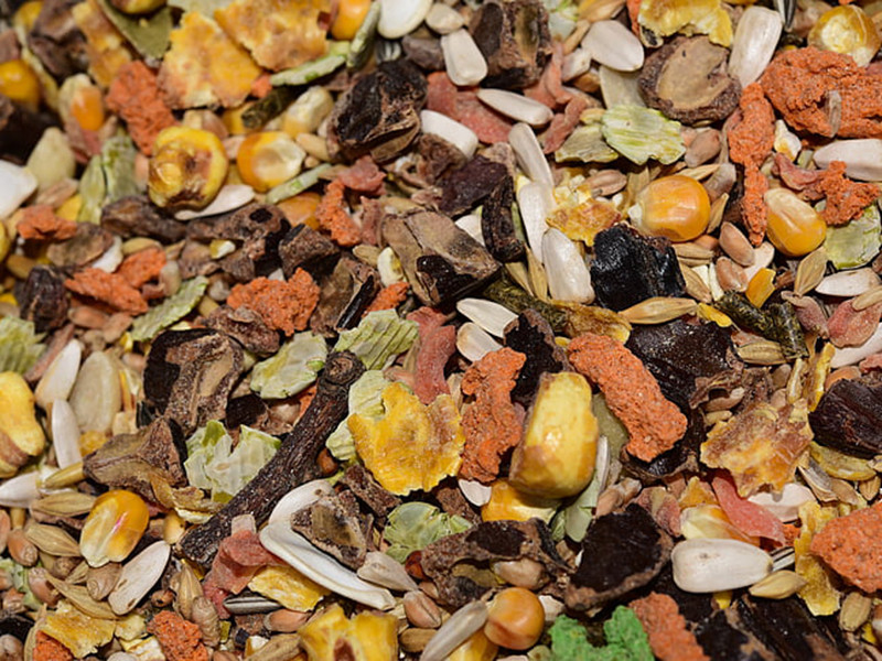 真菌毒素對人和動(dòng)物有哪些危害？