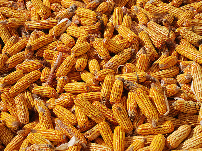 玉米中的黃曲霉毒素是怎么產(chǎn)生的？