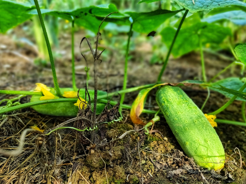食品安全農(nóng)藥殘留檢測(cè)儀作用