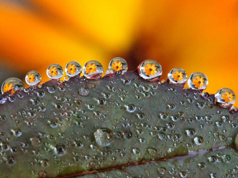 水質(zhì)生物毒性檢測(cè)標(biāo)準(zhǔn)（