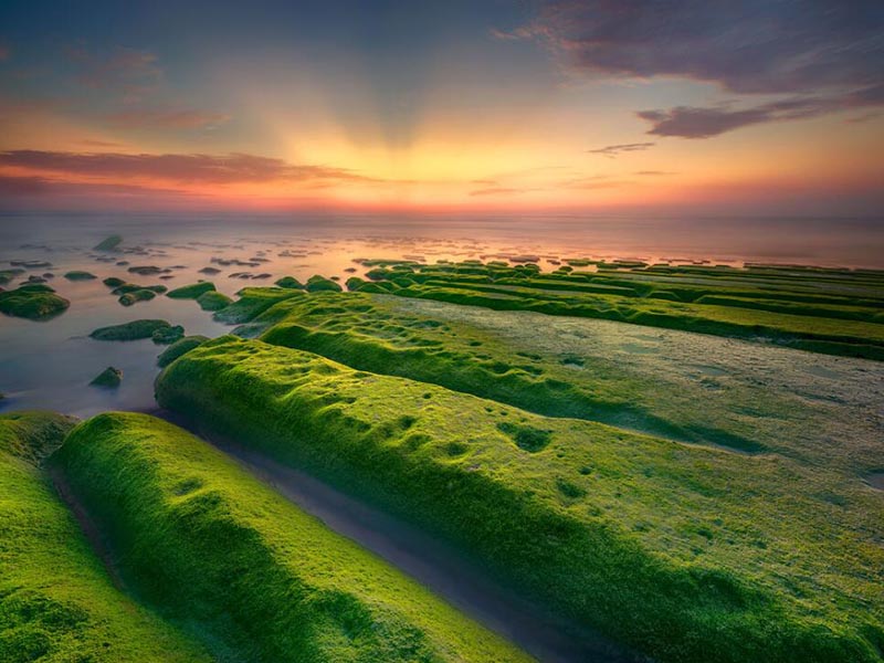 水中藍(lán)綠藻的危害及測定方法