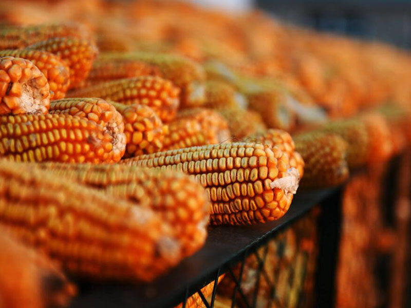 真菌毒素的定義與分類（食品真菌毒素檢測(cè)方法推薦）