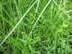 淺耕對土壤水分和養(yǎng)分含量的影響