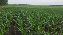 測土儀能彌補莊稼的不足嗎？