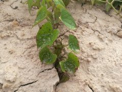 精準(zhǔn)灌溉土壤水分測(cè)量?jī)x