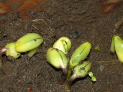 種子發(fā)芽箱廠家哪家好？