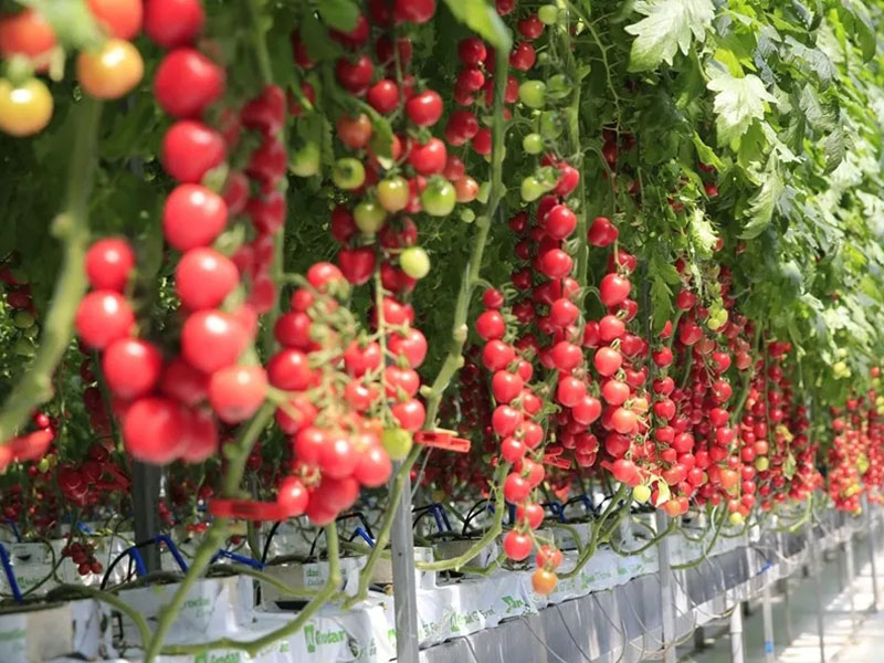 壽光菜博會開幕，智慧農(nóng)業(yè)不再是夢