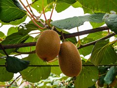 獼猴桃生長期間，補鈣是關(guān)鍵