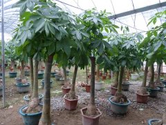 發(fā)財樹的生長需要哪些因素？